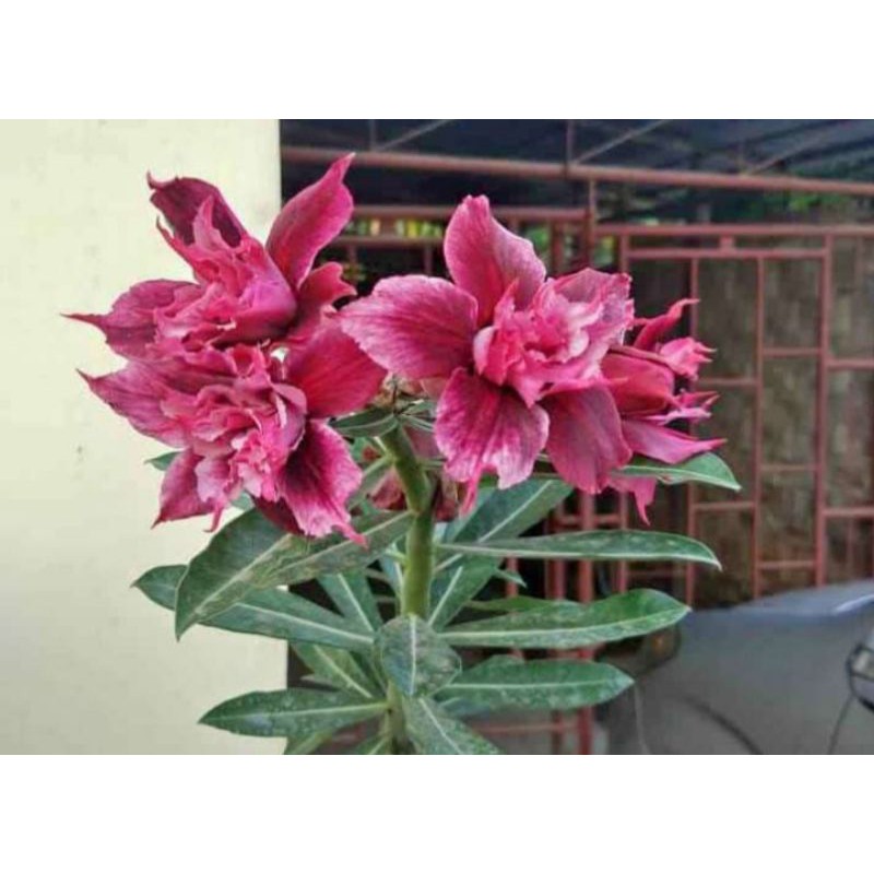 tanaman hias adenium kembang tumpuk merah