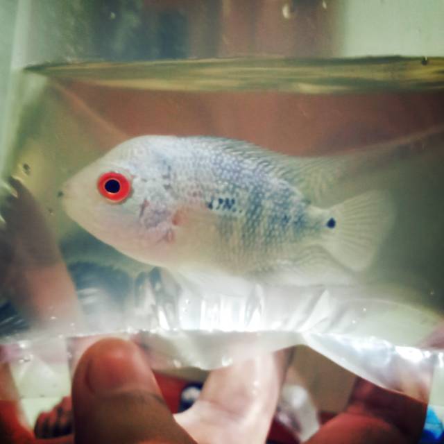 ANAKAN IKAN LOUHAN KAMFA ORI THAILAND  5-7CM