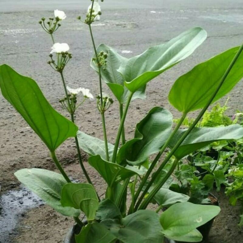 melati air tanaman air melati berbunga