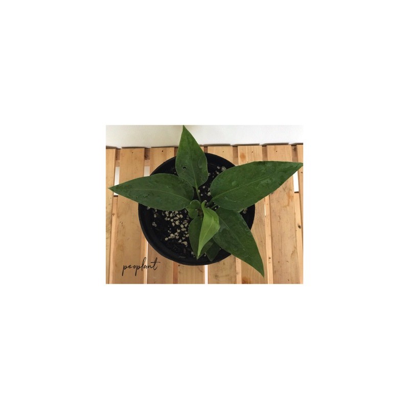 Anthurium Pedatoradiatum