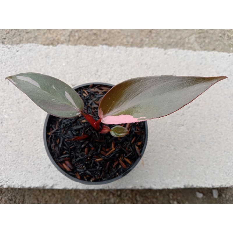 Philodendron pink princess