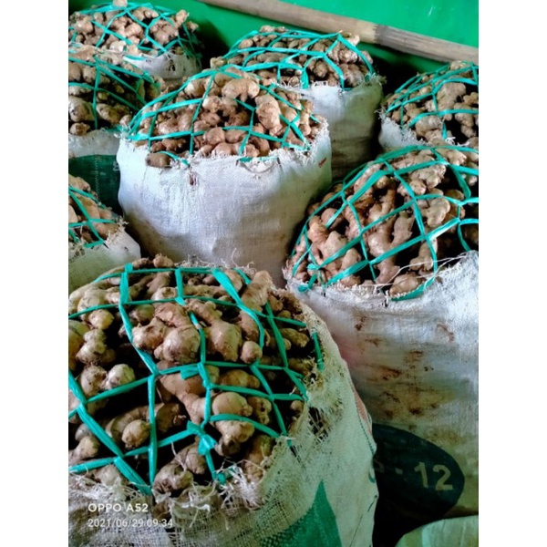 

JAHE MERAH / JAHE IMPRIT /JAHE BIASA