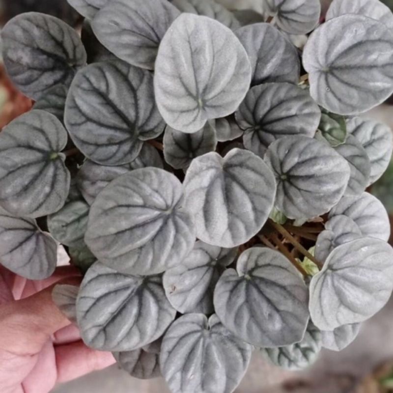 peperomia caperata silver