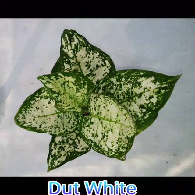 Bibit Bunga aglonema dut anjamani white / aglonema dut white