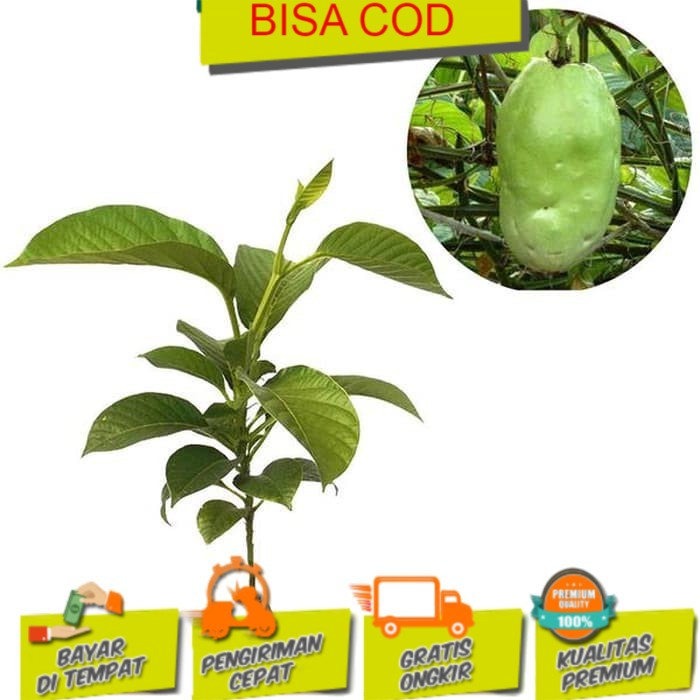 Jual Buah Giant Markisajumbo Tinggi20 40cm Bibit Tanaman Buah Shopee Indonesia 5288