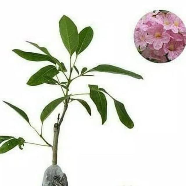 Tanaman hias bunga sakura tabebuya pink bunga pink Tanaman hias bunga sakura tabebuya pink bunga pink