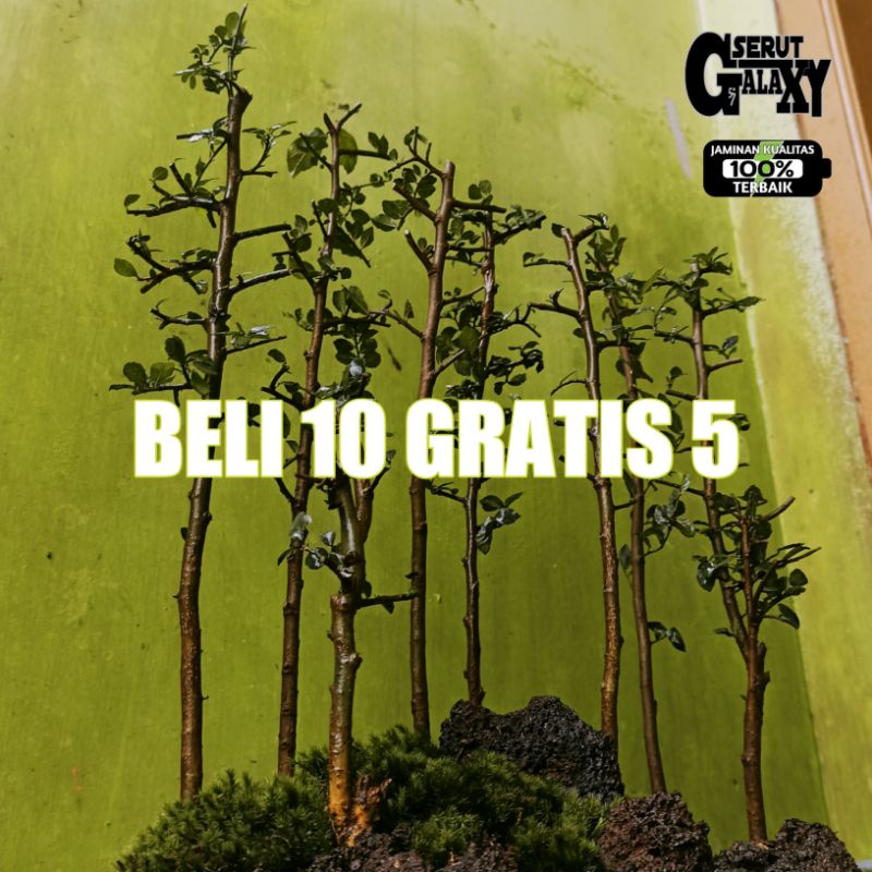 BAHAN BONSAI SERUT DONGKELAN FRESS_BAHAN SERUT BATANG LURUS KECIL