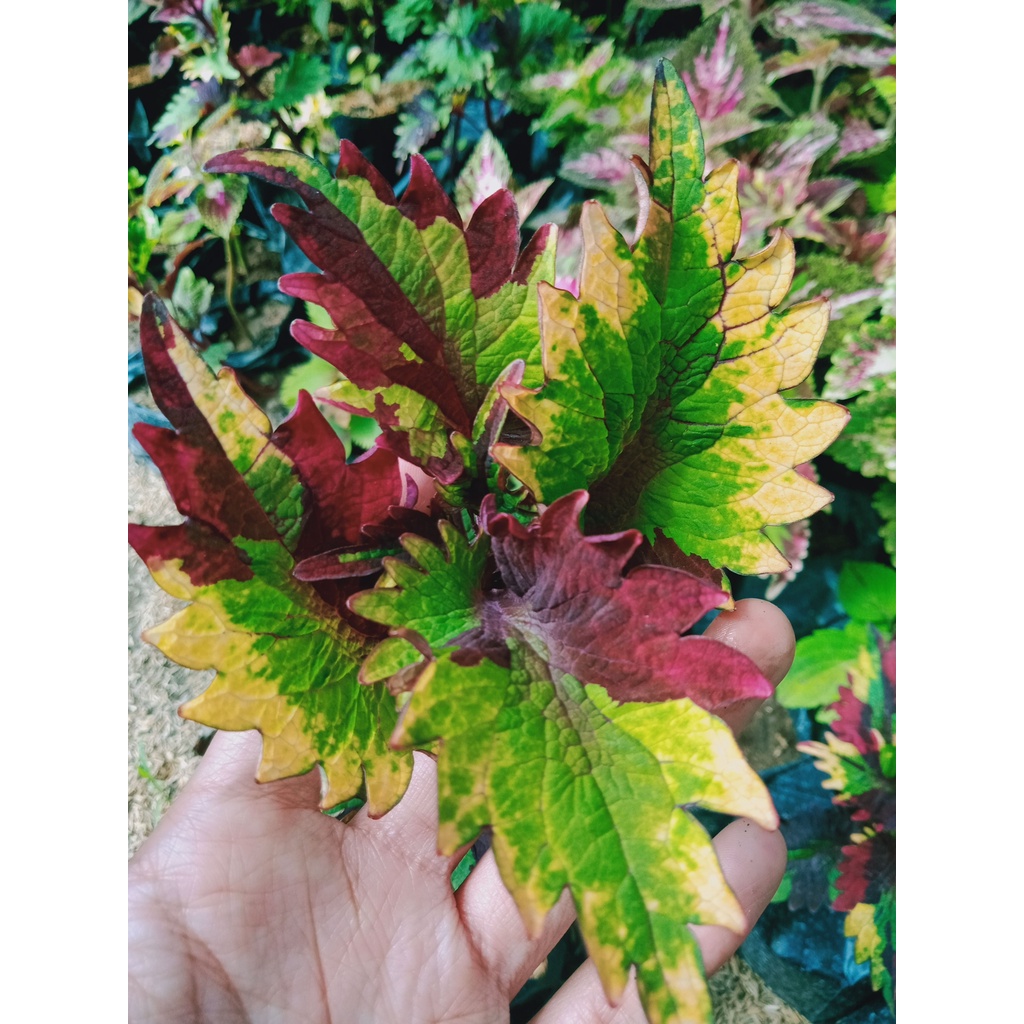 tanaman hias bunga miana/miyana premium pelangi seribu warna kosiamart