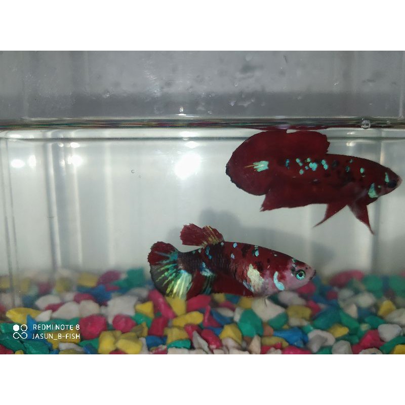 cupang red koi galaxy