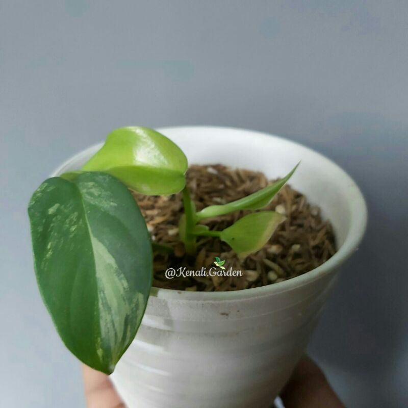 Philodendron bipennifolium / violin variegata