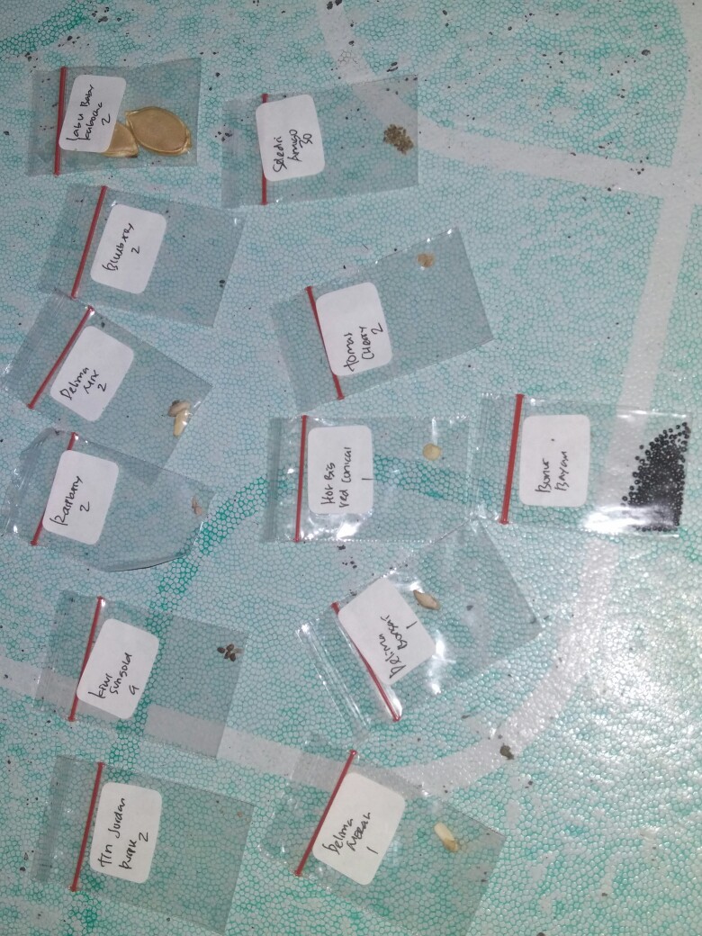 Benih Labu Baby Kabocha Pumpkin - Biji Bibit Buah