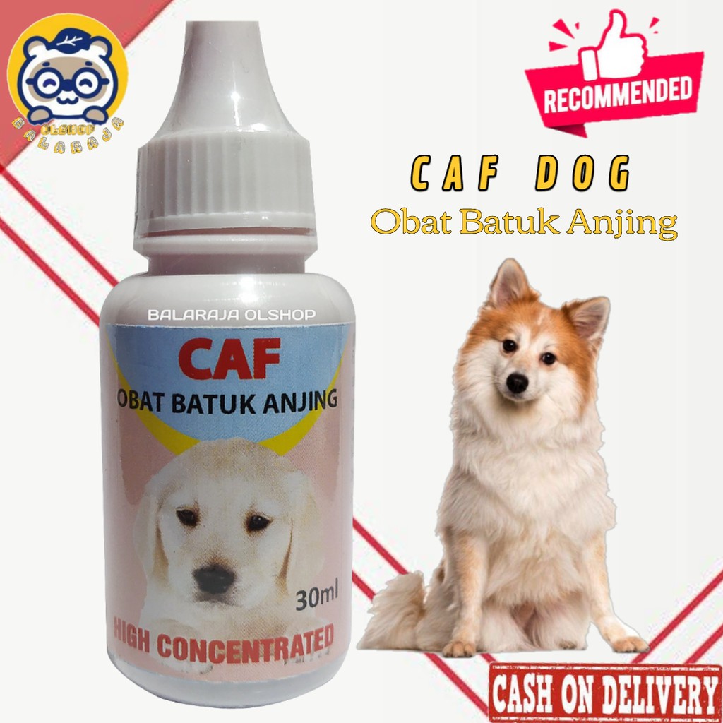 OBAT BATUK ANJING PUPPY PILEK FLU SESAK NAFAS - CAF DOG