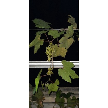 ENTRES ANGGUR IMPORT