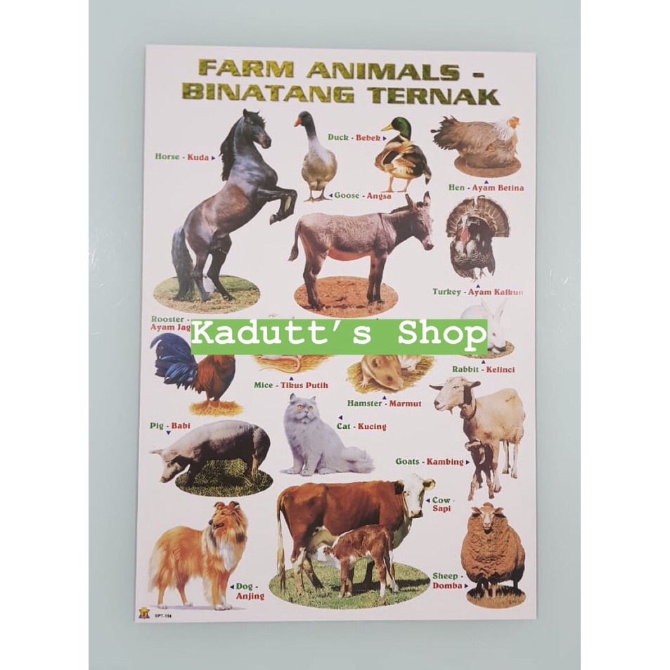 101+ Gambar Hewan Binatang Jinak HD