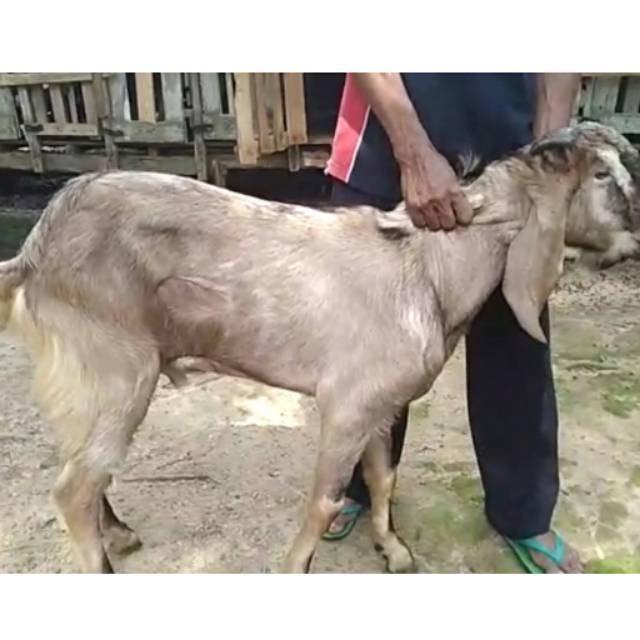 

Kambing Qurban -+45-53kg