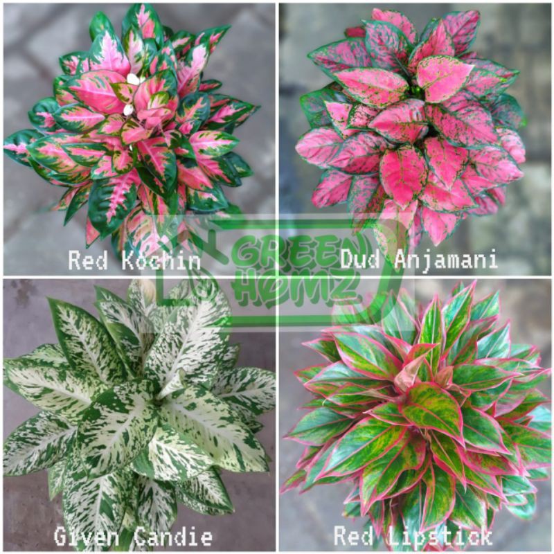 aglonema aglaonema paket 4 bibit tanaman bunga hias
