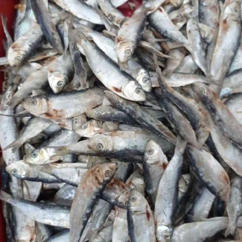 Grosir Ikan Asin Tembang 250 gr Murah