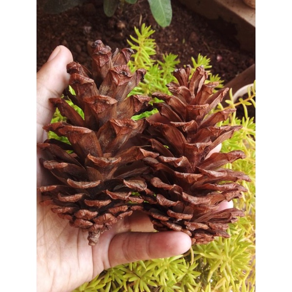 PINE CONE MAINAN GIGIT HAMSTER DAN BAHAN HIASAN MAHAR SESERAHAN RUSTIC FEFARM