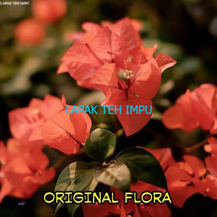 Bibit Kembang Kertas Bunga Bougenvile Bogenvile