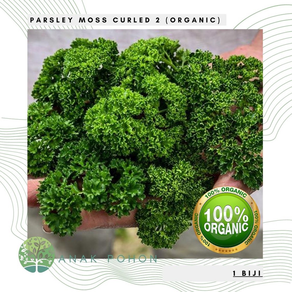 Benih Bibit Biji - Parsley Moss Curled 2 ORGANIC Herb Seeds - IMPORT