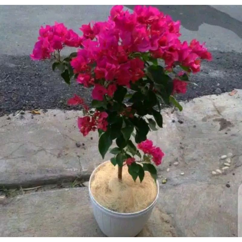 Tanaman Hias Bugenvil Hidup Bunga MERAH FANTA/ tanaman hias Bugenvil bunga Merah Fanta/ Asli Bugenvi