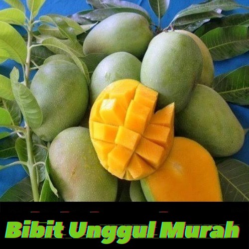 bibit mangga harum manis