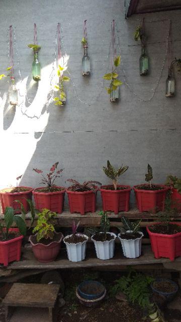 Batu Alam/ Batu Hias Bahan Dekorasi 500 Gr