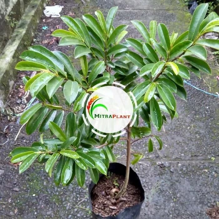 Bibit Pohon Sirsak Madu Pohon Buah Sirsak Madu Tanaman Sirsak Madu Bibit Sirsak Madu