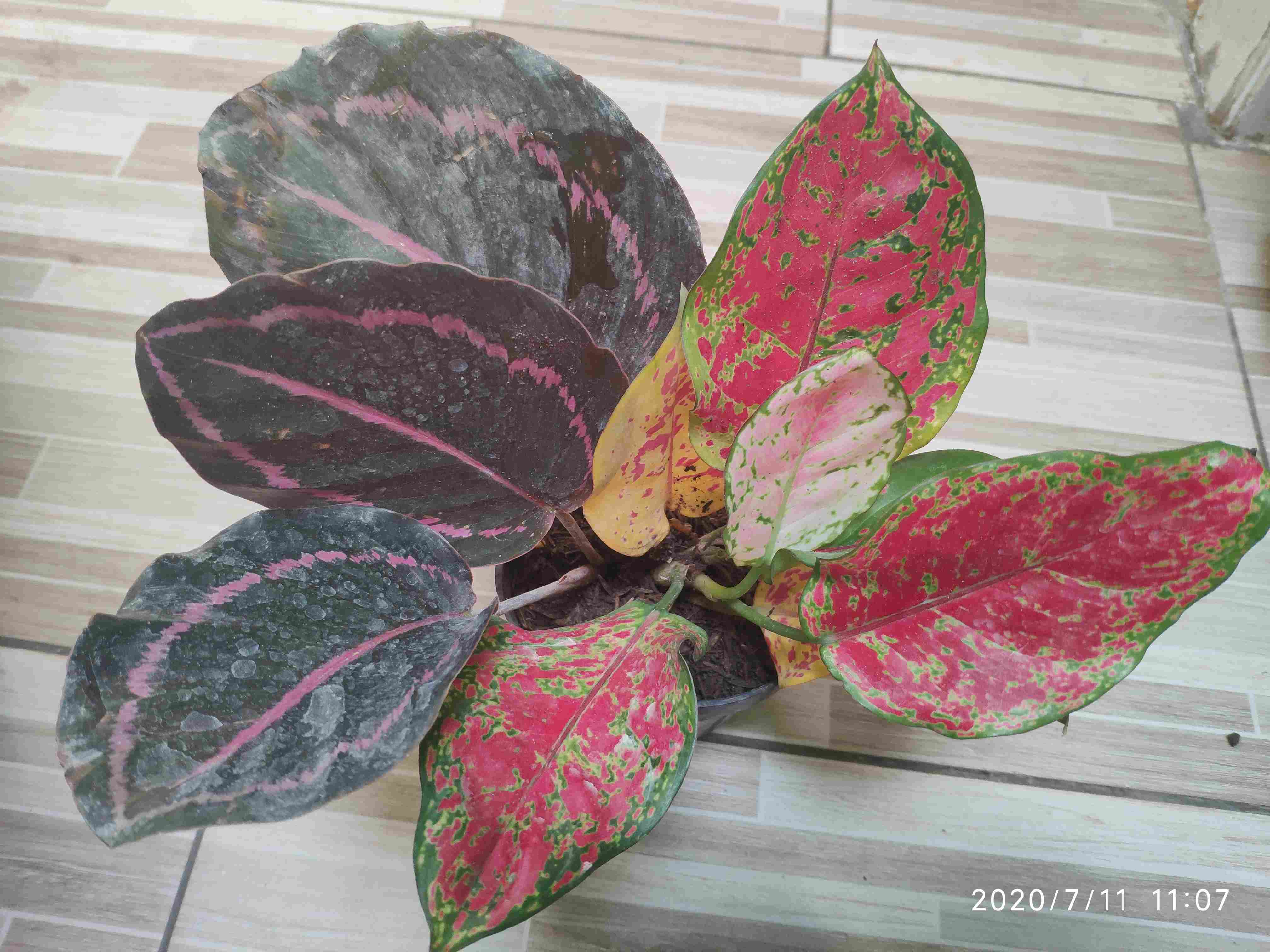 RED ANJAMANI AGLONEMA RED ANJA REDANJA MERAH RED ANJAMANI AGLONEMA RED ANJA REDANJA MERAH