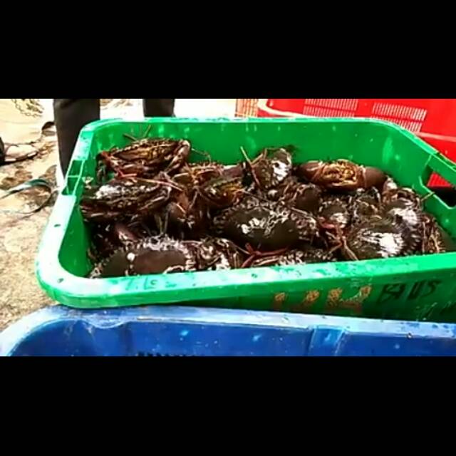 

kepiting type B