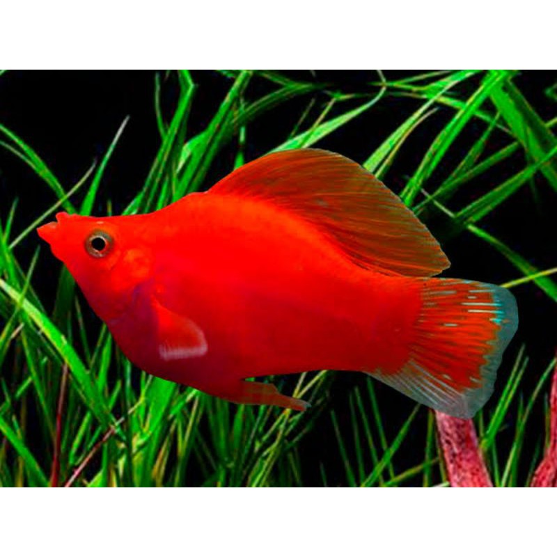 

platty Red koral/ikan hias