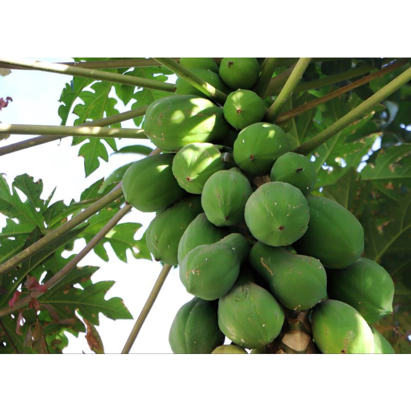 

buah pepaya muda prs pr 1 kg