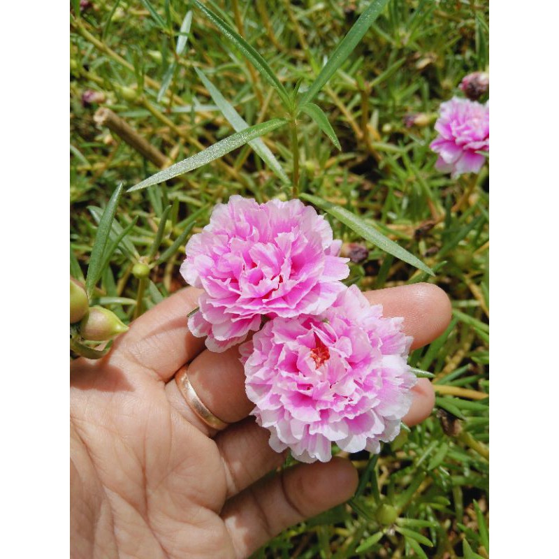 

krokot id bicolor