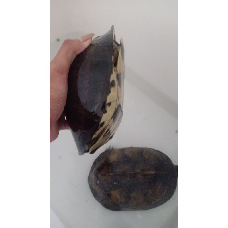 ambon batok sepasang