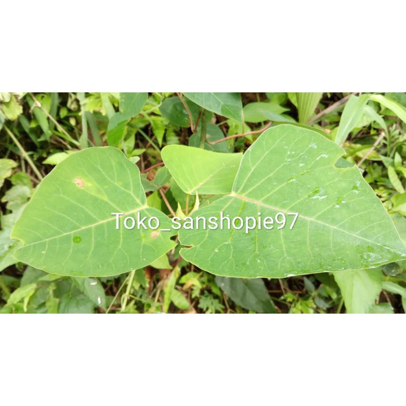 

Jual daun kastuba segar paket 500 gram
