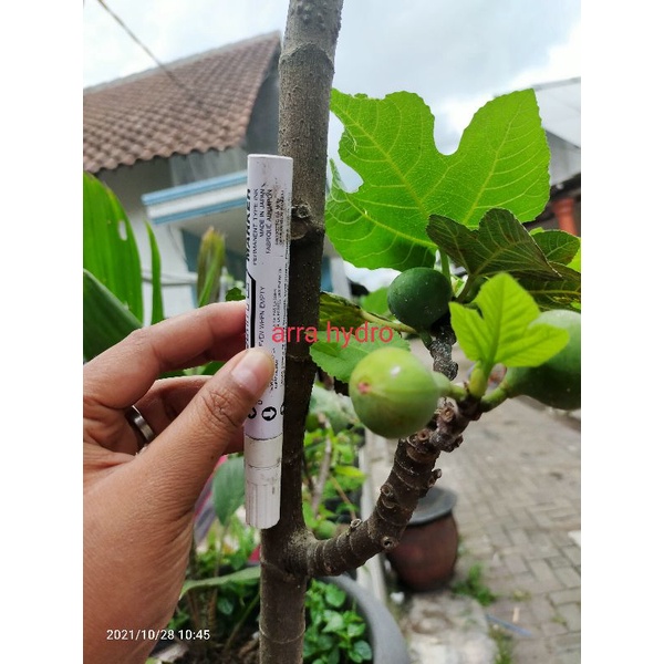 

buah tin/brown turki cutting