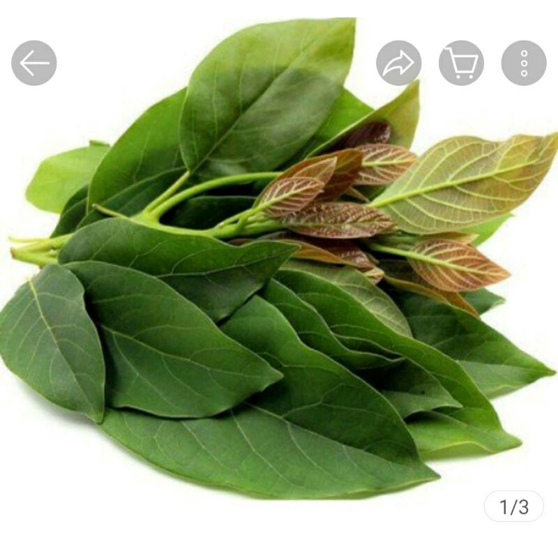 

daun alpukat segar /500 g