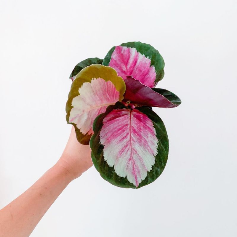 Tanaman bunga calathea pink rossy / calathea corona pink rosi