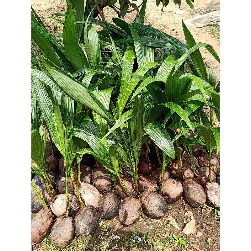 bibit kelapa wulung hijau