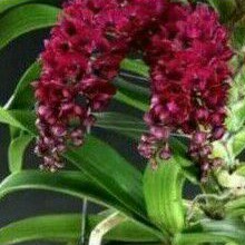 anggrek RETUSA ekor tupai