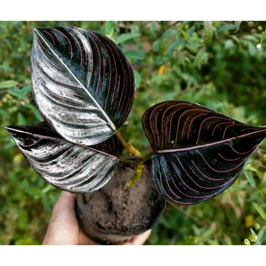 Bisa Cod promo tanaman hias agloenema rotundum aceh- pohon rotundum aceh hitam- tanaman hias -tanama