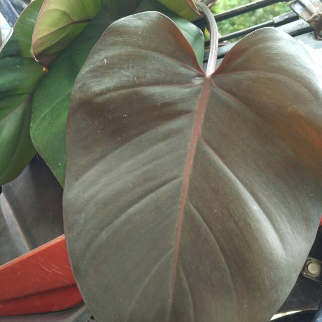 Philodendron black cardinal