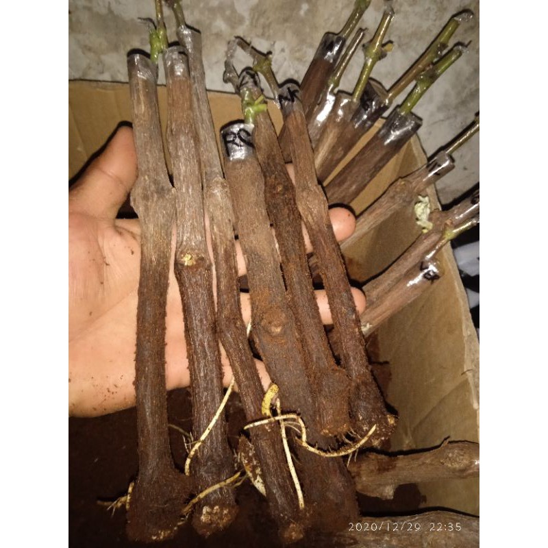 

cutting grafting anggur import 1 batang