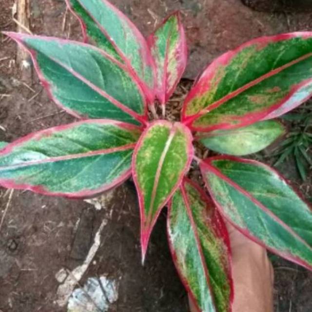 tanaman aglonema lipstik -pohon aglonema lipstik