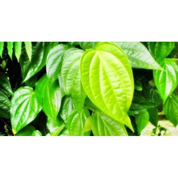 

Daun Sirih Segar / Bahan Herbal / kesehatan alami dan peptisida nabati) [25 lembar ]