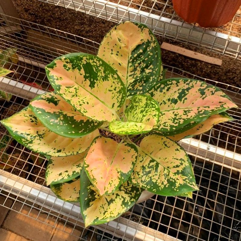 Aglonema suksom white mutasi (Tanaman hias aglaonema suksom white mutasi) - tanaman hias hidup - bun