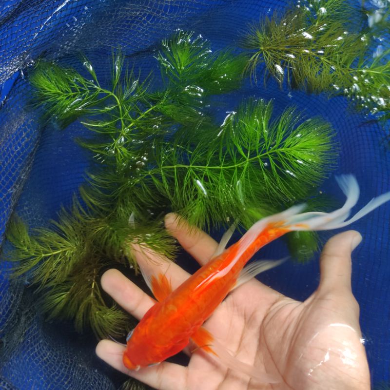 Aka hajiro slayer super panjang KEDAI KOI GRESIK