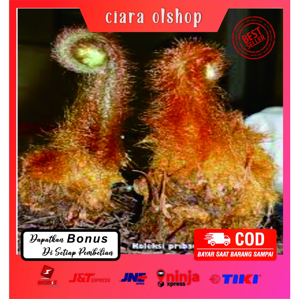 TANAMAN HIAS PAKIS MONYET