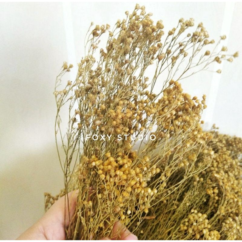 Dried Broom Bloom | Dried Million Stars | Broom Bloom Kering | Italian Baby Breath