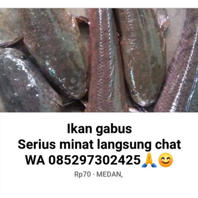 

Ikan gabus hidup siap komsumsi dan bisa di fillet juga